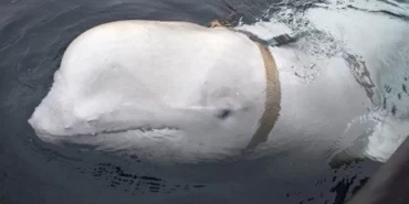 Casus balina bu sefer İsveç kıyılarında görüldü