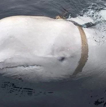 Casus balina bu sefer İsveç kıyılarında görüldü