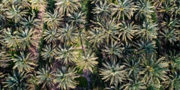 Irak'ta hurma, gelir anlamında petrolden sonra geliyor