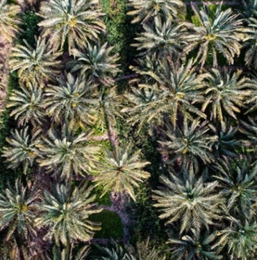 Irak'ta hurma, gelir anlamında petrolden sonra geliyor