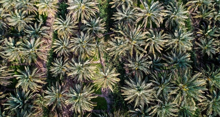 Irak'ta hurma, gelir anlamında petrolden sonra geliyor