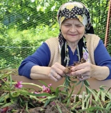 Ordulu, fındığa alternatif ektiği salep hasadına başlandı