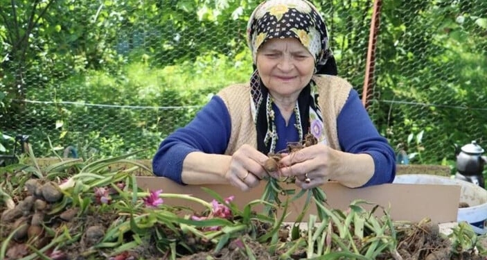 Ordulu, fındığa alternatif ektiği salep hasadına başlandı