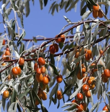 Şifa deposu iğde Böbrek ve kemik hastalıklarını anında söküp atıyor