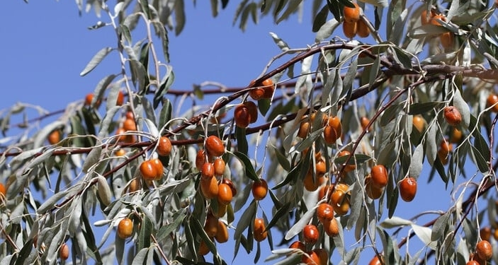Şifa deposu iğde Böbrek ve kemik hastalıklarını anında söküp atıyor
