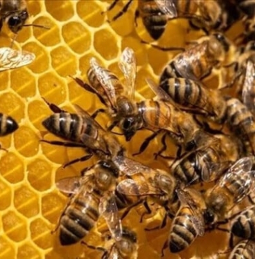 Türkiye dünya çam balı üretiminde yüzde 92 ile zirvede