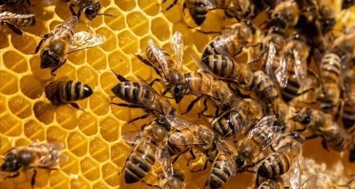 Türkiye dünya çam balı üretiminde yüzde 92 ile zirvede