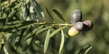 6tp7rh5-Tk2czK3u2lTiVQ