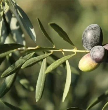 6tp7rh5-Tk2czK3u2lTiVQ