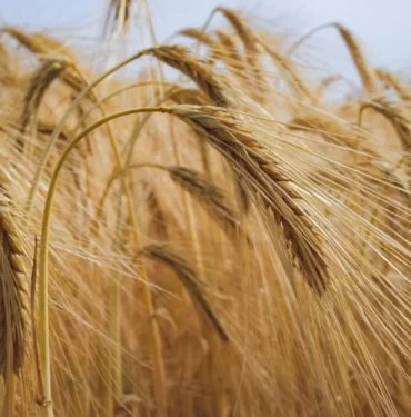 basak-bugday-arpa-GNxf