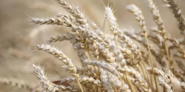 emtialardaki-yukselis-suruyor-ehEi