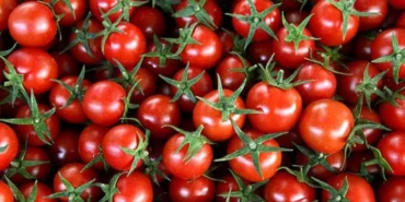rusya-turkiyeden-domates-ithalati-karari-haEO