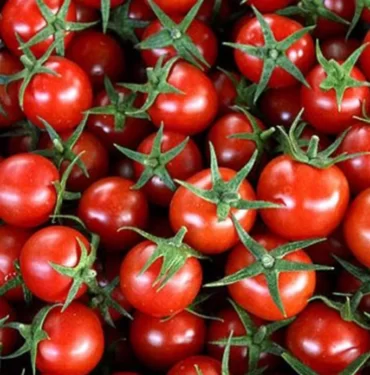 rusya-turkiyeden-domates-ithalati-karari-haEO