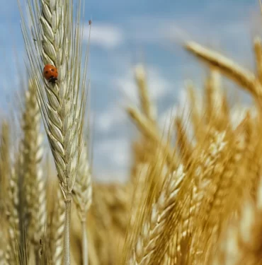 tobb-listeleri-aciklandi-guncel-bugday-ve-arpa-aliminda-artis-basliyor-73OM