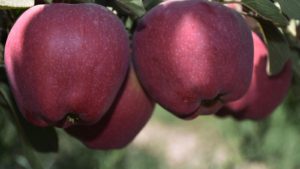 elmanin-uretici-ile-market-arasindaki-fiyat-farki-yuzde-450-oldu-Bv5i.jpg