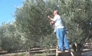 Bergama-da-zeytin-hasadi-basladi--316821_news_big