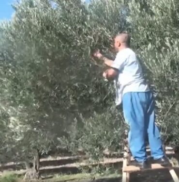 Bergama-da-zeytin-hasadi-basladi--316821_news_big