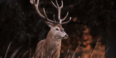 bilim-insanlarindan-zombi-geyik-hastaligi-uyarisi-insanlara-sicrayabilir