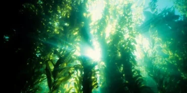 Nükleer savaşta insanlığı kurtarabilecek yeni besin kaynağı keşfedildi