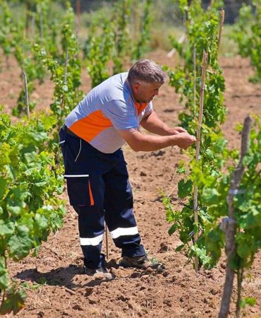 KOZAK ÜZÜMLERİ KÜLLERİNDEN DOĞUYOR
